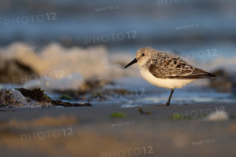 Avocet (Recurvirostra avosetta), Texel, Netherlands