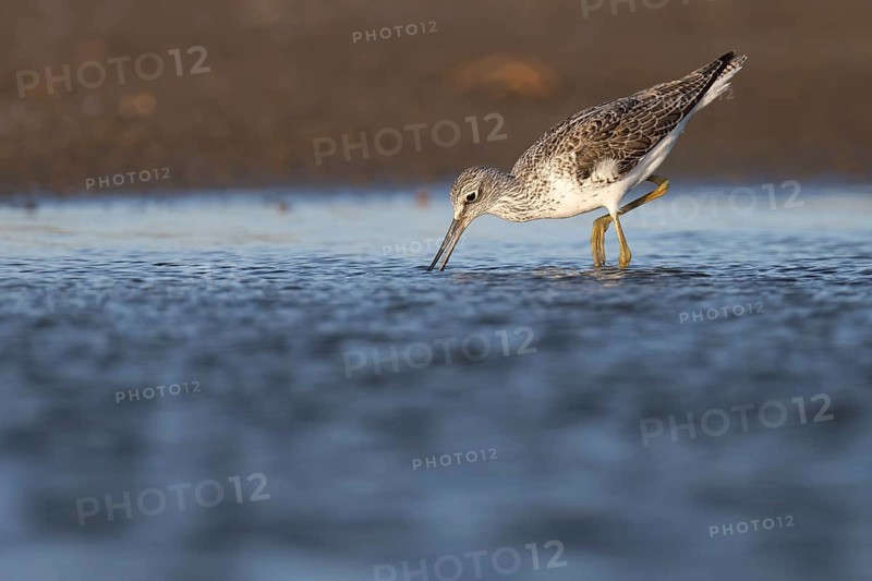 Greenshank (Tringa nebularia), Texel, Netherlands