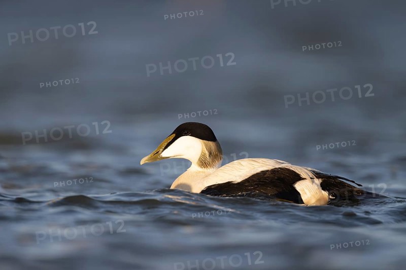 Eider duck (Somateria mollissima), Texel, Netherlands