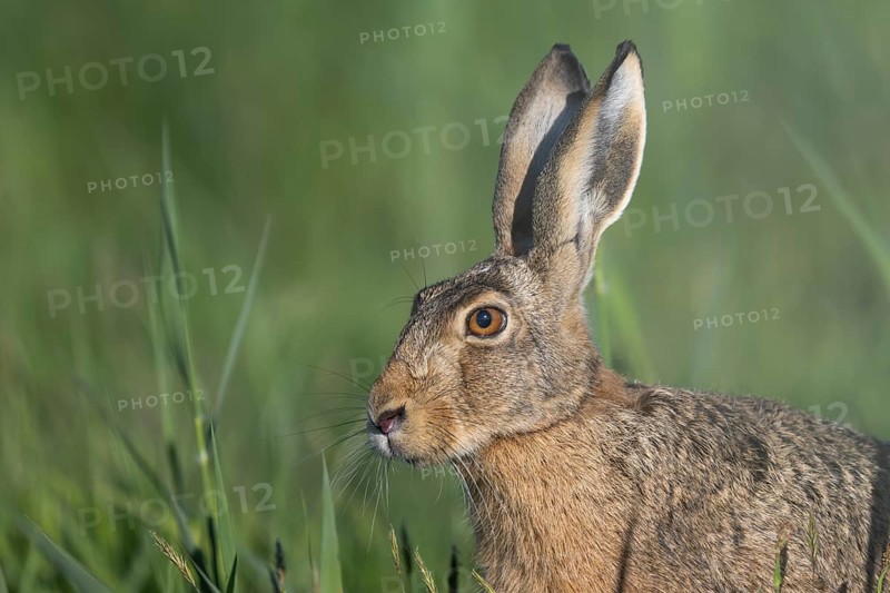 European hare (Lepus europaeus), Texel, Netherlands