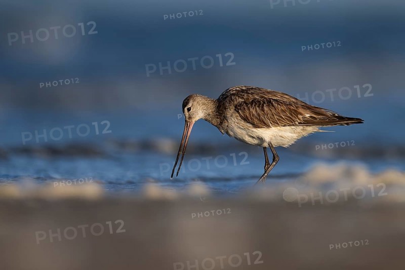 Bar-tailed Godwit (Limosa lapponica), Texel, Netherlands
