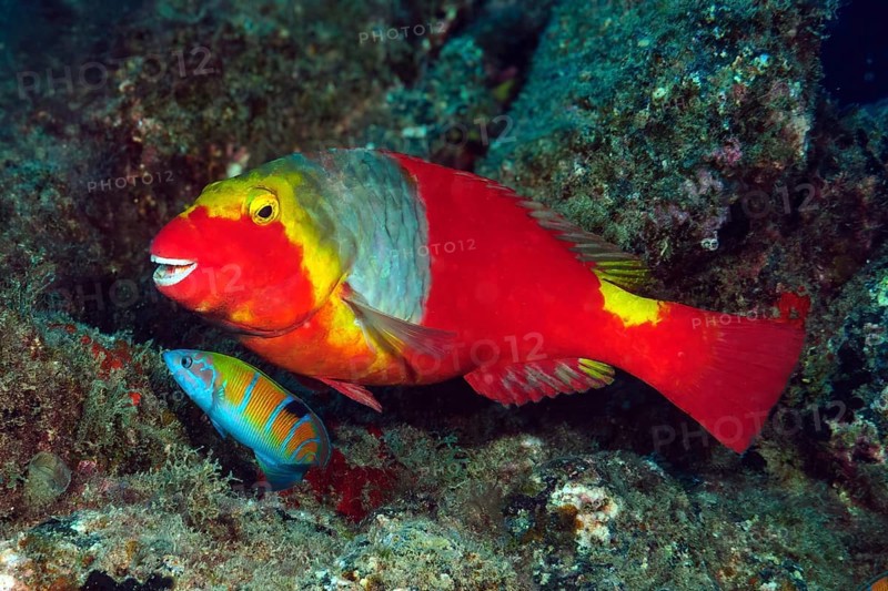 Female of Mediterranean parrotfish (Sparisoma cretense) with red colouring and yellow saddle spot, Eastern Atlantic, Canary Islands, Spain