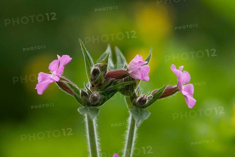 Red campion (Silene dioica) wildflower flowers in spring, England, United Kingdom