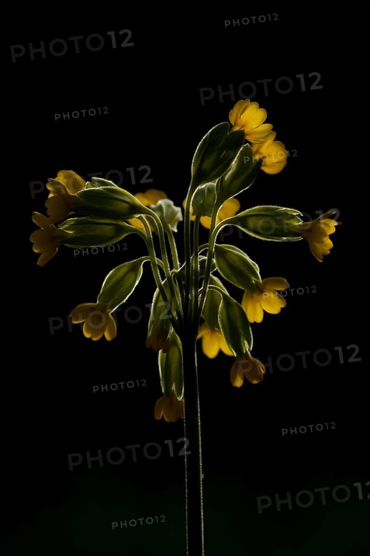 Cowslip (Primula veris) wildflower flower backlit in spring, England, United Kingdom
