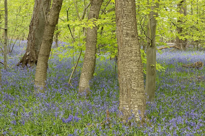 Common or English bluebell (Hyacinthoides non-scripta) carpet of blue wildflowers in a woodland in spring, England, United Kingdom