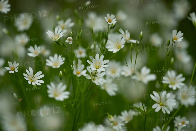 Greater stitchwort (Stellaria holostea) carpet of white wildflowers in a woodland in spring, England, United Kingdom