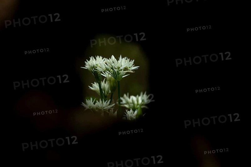 Ransoms or Wild garlic (Allium ursinum) white wildflower flowers in a woodland in spring, England, United Kingdom
