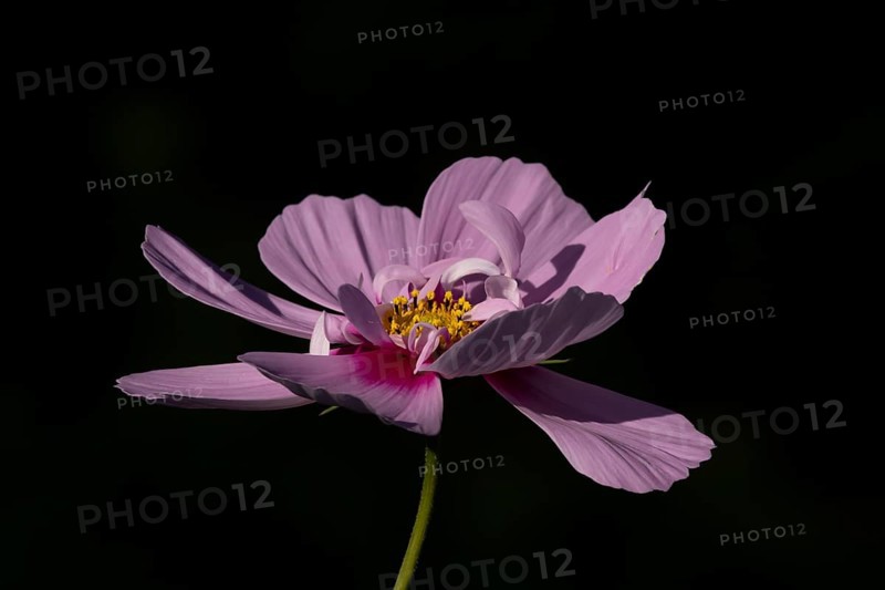 Cosmos garden annual pink flower in summer, England, United Kingdom