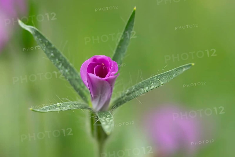 Common corncockle (Agrostemma githago) single pink wildflower flower in summer, England, United Kingdom