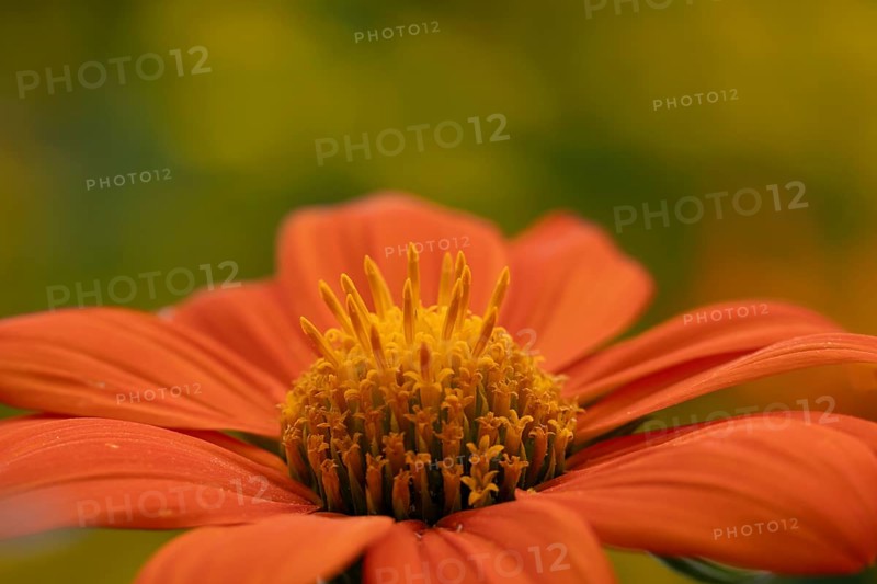 Mexican sunflower (Tithonia spp) 'Goldfinger' garden annual orange flower in summer, England, United Kingdom
