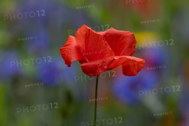 Common field poppy (Papaver rhoeas) single red wildflower flower in summer, England, United Kingdom
