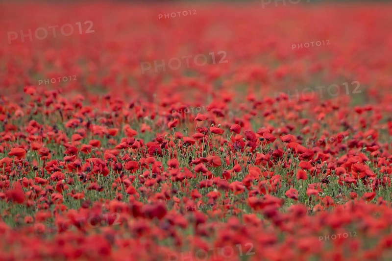 Common field poppy (Papaver rhoeas) red wildflower flowers poppies in a poppyfield in summer, England, United Kingdom