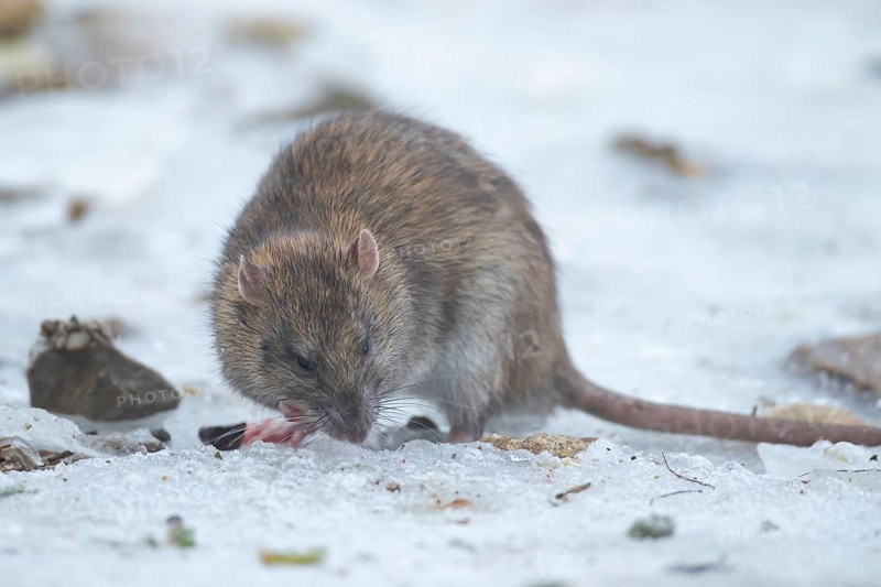 Brown rat (Rattus norvegicus) adult rodent mammal eating seed on frozen ground in winter, England, United Kingdom