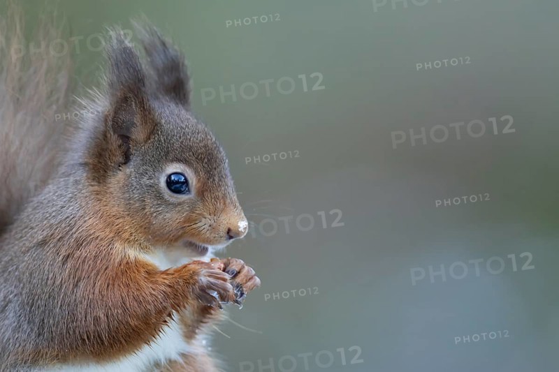 Red squirrel (Sciurus vulgaris) adult mammal eating a nut in winter, Yorkshire, England, United Kingdom