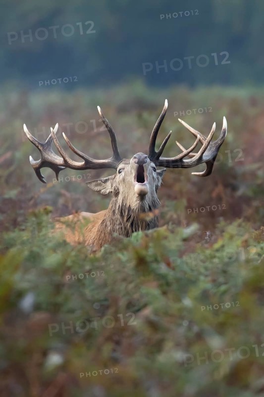 Red deer (Cervus elaphus) adult male stag mammal roaring in the annual rut in autumn, England, United Kingdom