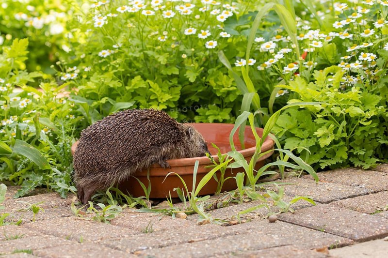 European hedgehog (Erinaceus europaeus) adult mammal drinking water from a plant pot saucer in a garden in summer, England, United Kingdom