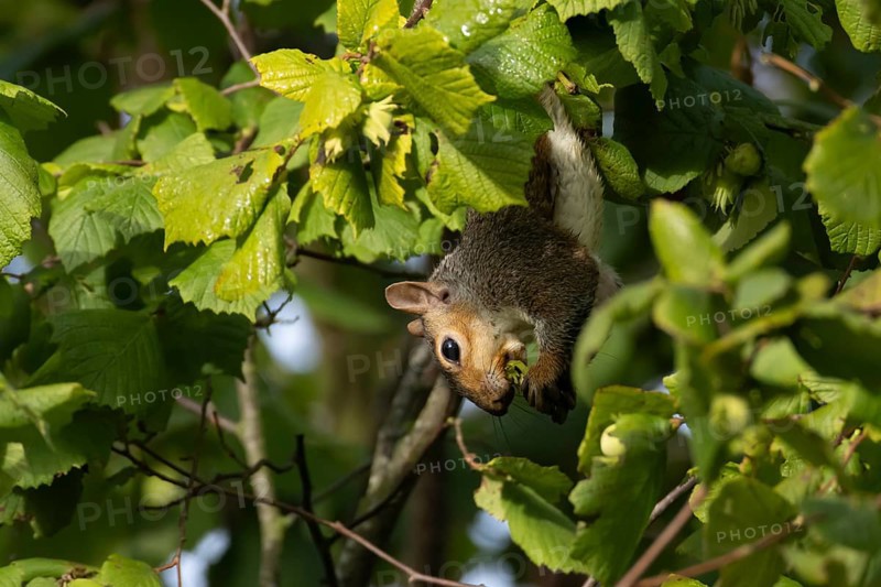 Grey squirrel (Sciurus carolinensis) adult mammal collecting hazelnut tree nuts in autumn, England, United Kingdom