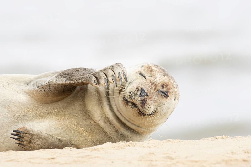 Common or Harbour or Habor seal (Phoca vitulina) adult marine mammal resting on a beach, England, United Kingdom