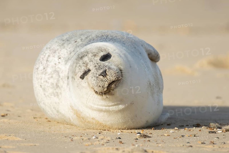 Common or Harbour or Habor seal (Phoca vitulina) adult marine mammal sleeping on a beach, England, United Kingdom