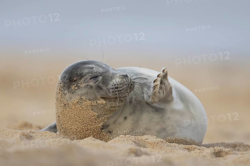 Grey seal (Halichoerus grypus) adult marine mammal sleeping on a beach in winter, England, United Kingdom
