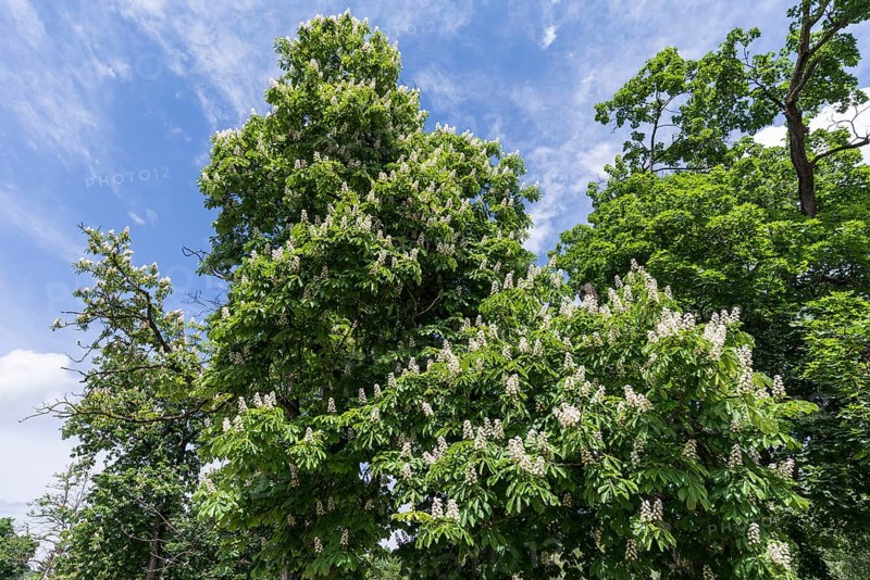 Flowering horse chestnut (Aesculus hippocastanum), Tobsdorf, Transylvania, Romania