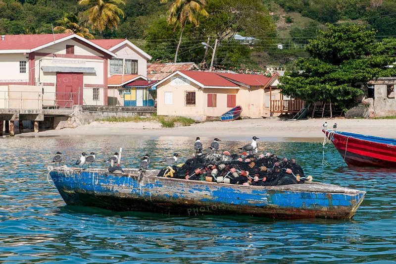Group of many Aztec Gulls (Leucophaeus atricilla) Synonym sitting on old fishing net in small wooden fishing boat, Carriacou, Grenada