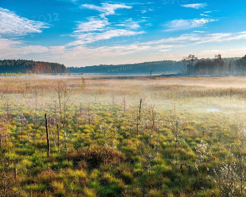 Morning atmosphere in the moor with ground fog, Müritz National Park, Serrahn sub-area, Mecklenburg-Western Pomerania, Germany