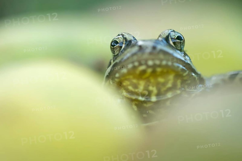 Common frog (Rana temporaria) adult amphibian amongst fallen apples fruit in a garden in autumn, England, United Kingdom