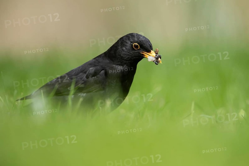 Eurasian blackbird (Turdus merula) adult male garden bird collecting grubs for food from a grass lawn in spring, England, United Kingdom