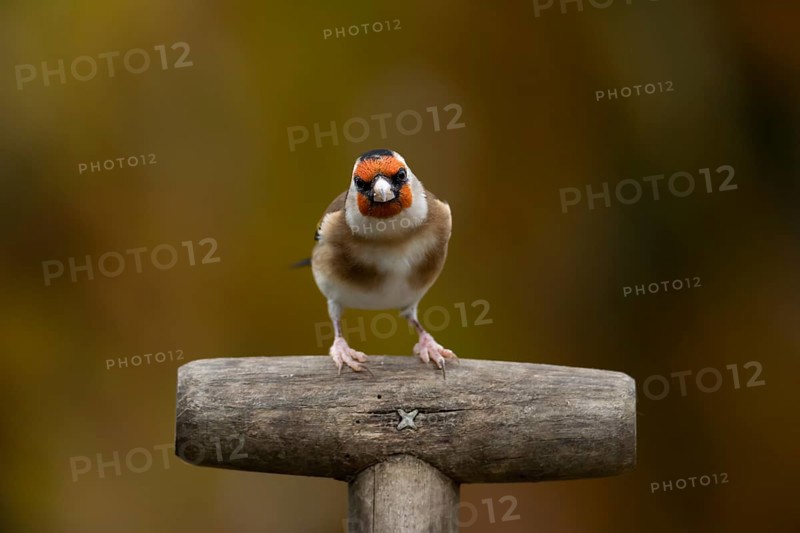 European goldfinch (Carduelis carduelis) adult garden bird on a fork handle in autumn, England, United Kingdom