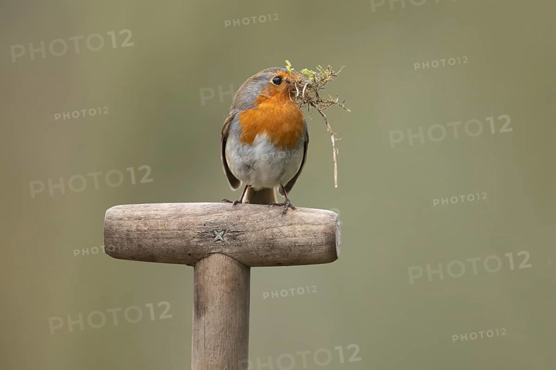 European robin (Erithacus rubecula) adult garden bird with nesting material in its beak on a fork handle in spring, England, United Kingdom