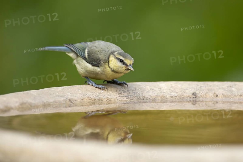 Blue tit (Cyanistes caeruleus) juvenile garden bird on a bird bath in summer, England, United Kingdom
