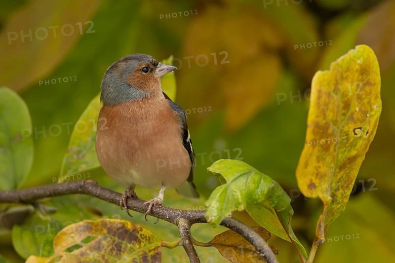 Eurasian chaffinch (Fringilla coelebs) adult male garden bird in a Magnolia tree with autumn colour leaves, England, United Kingdom