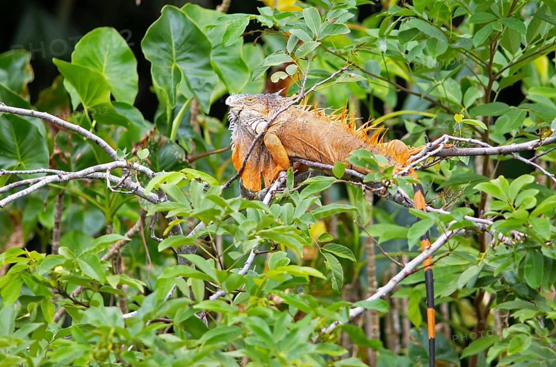 Green iguana (Iguana iguana) in the bushes by the Rio Dulce river, Livingston, Departamento Izabal, Guatemala