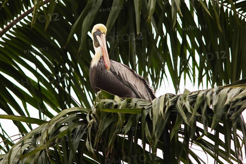 Brown pelican (Pelecanus occidentalis) on a palm tree at the Rio Dulce, Livingston, Departamento Izabal, Guatemala