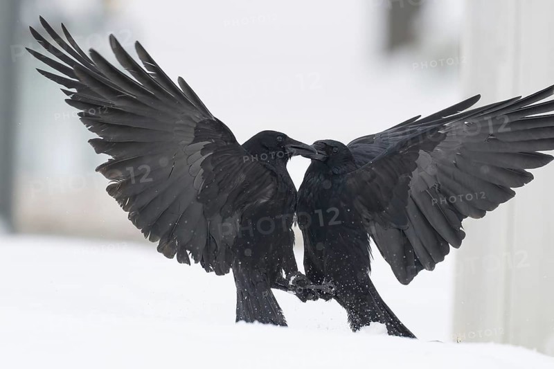Two fighting crows (Corvus corone) in the snow, Hesse, Germany