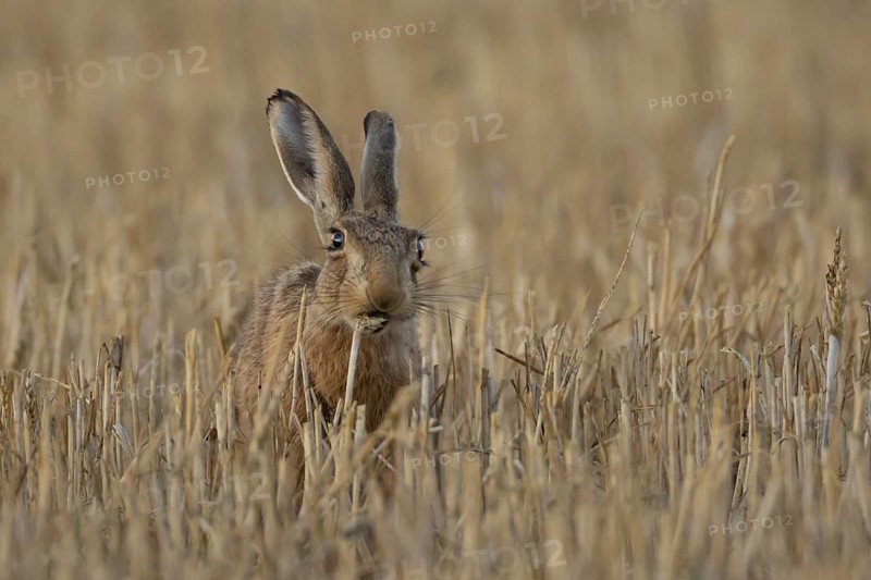 European brown hare (Lepus europaeus) adult mammal eating a wheat sheath in a farmland stubble field in summer, England, United Kingdom