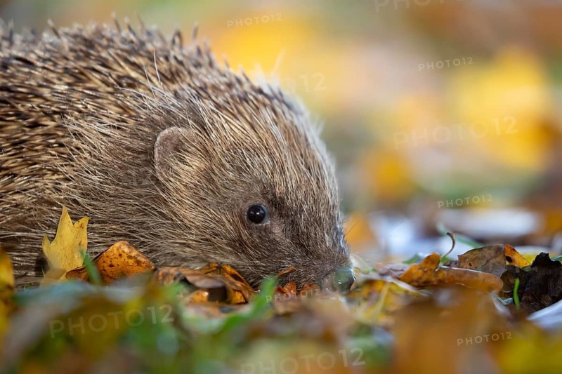 European hedgehog (Erinaceus europaeus) adult mammal walking on fallen autumn colour leaves in a garden, England, United Kingdom