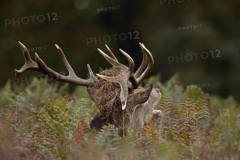 Red deer (Cervus elaphus) adult male stag mammal roaring during the rutting season in autumn, England, United Kingdom