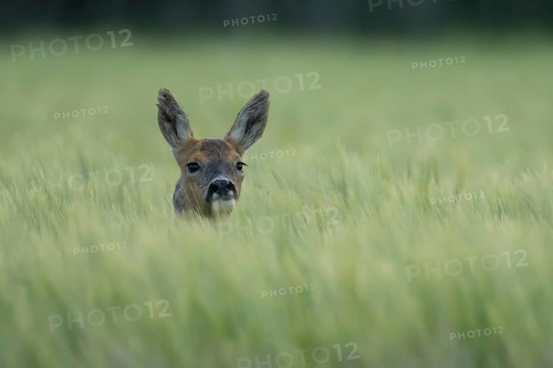 Roe deer (Capreolus capreolus) adult female doe animal in a farmland cereal field in summer, England, United Kingdom