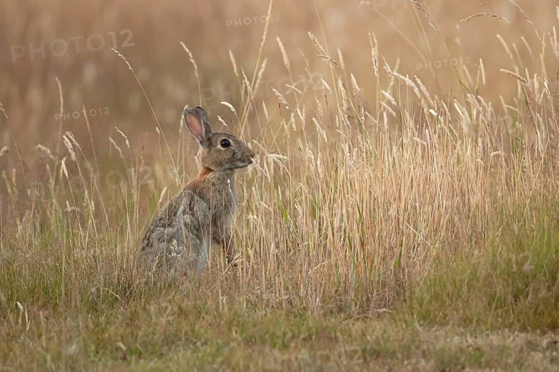 European rabbit (Oryctolagus cuniculus) adult wild mammal feeding in long grass in summer, England, United Kingdom