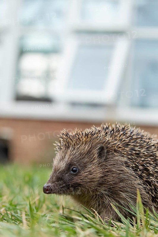 European hedgehog (Erinaceus europaeus) adult mammal on a garden grass lawn with a house in the background in summer, England, United Kingdom