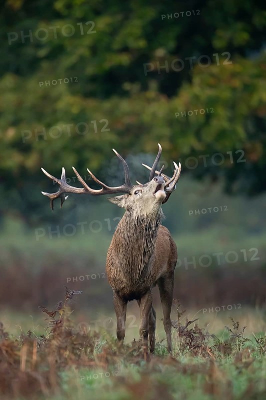 Red deer (Cervus elaphus) adult male stag mammal roaring during the rutting season in autumn, England, United Kingdom