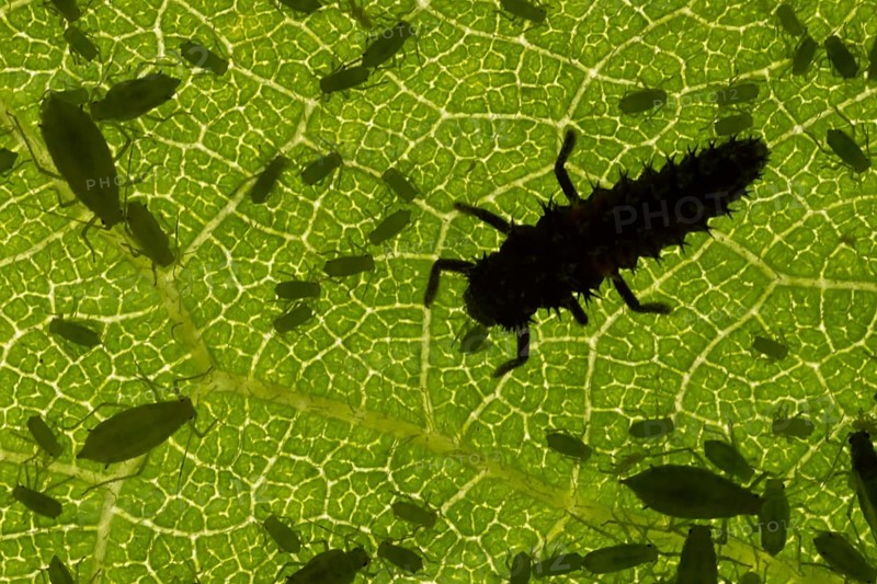 Harlequin ladybird or ladybug (Harmonia axyridis) adult insect larva eating a Plum aphid (Hyalopterus pruni) aphids on a plum tree leaf in summer, England, United Kingdom