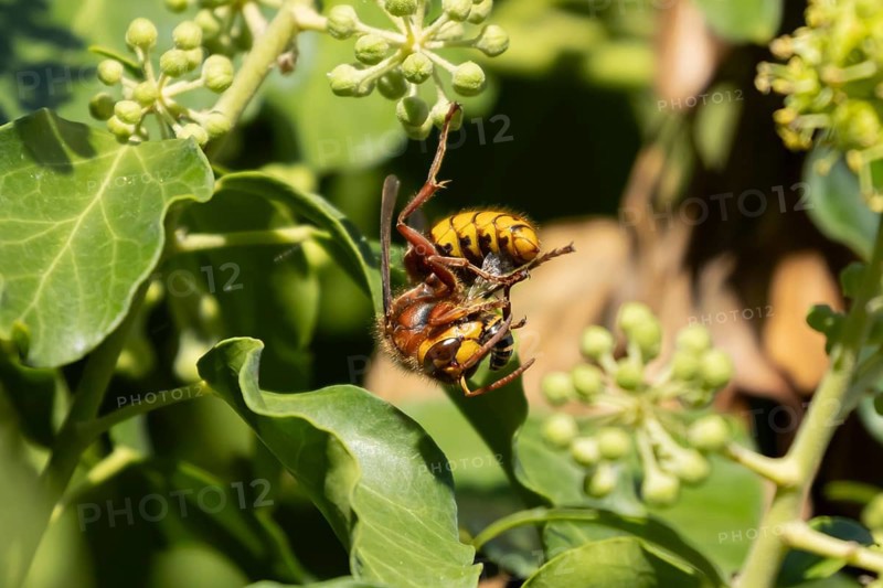 European hornet (Vespa crabro) adult insect feeding on an Ivy bee (Colletes hederae) in a Ivy tree in summer, England, United Kingdom