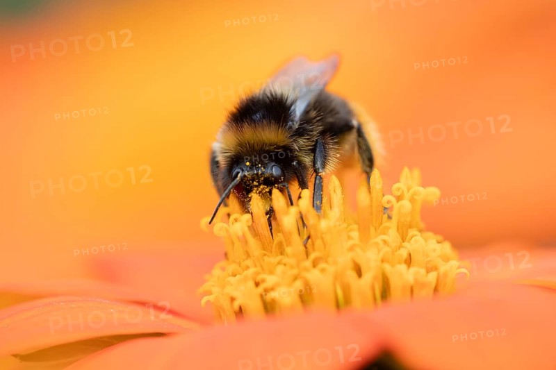 Buff tailed bumblebee (Bombus terrestris) adult bee insect feeding on a garden Mexican sunflower (Tithonia spp) flower in summer, England, United Kingdom