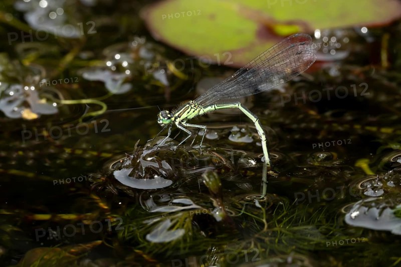 Blue tailed damselfly (Ischnura elegans) adult female insect laying eggs or ovipositing on pond weed in a garden pond in summer, England, United Kingdom