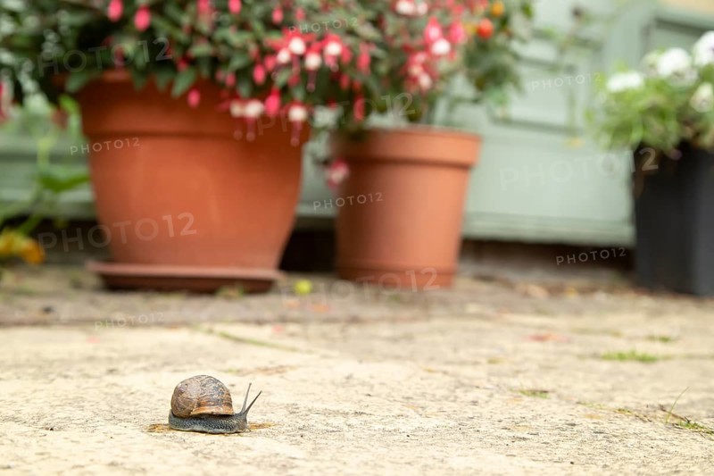 Garden snail (Cornu aspersum) adult molluscs gastropod on a garden patio with a house in the background in summer, England, United Kingdom