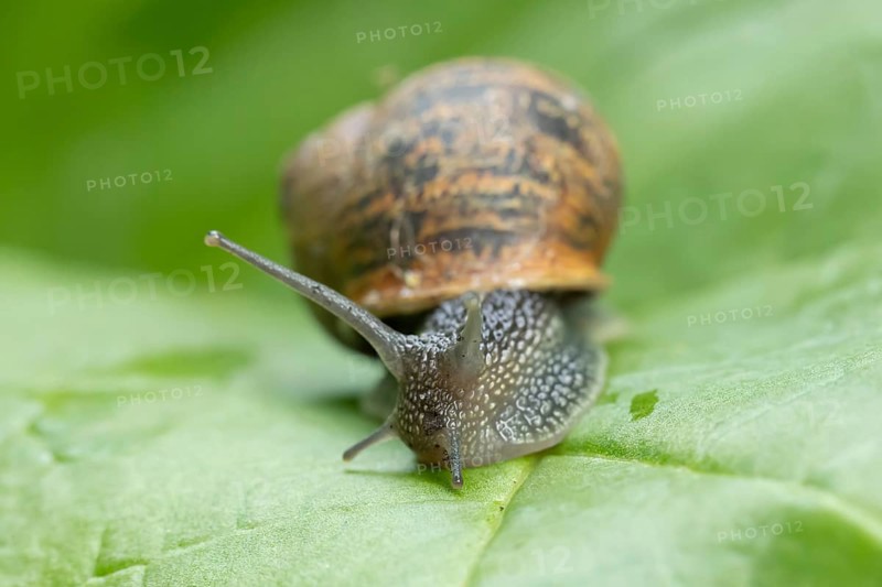 Garden snail (Cornu aspersum) adult molluscs gastropod on a garden vegetable plant leaf in summer, England, United Kingdom