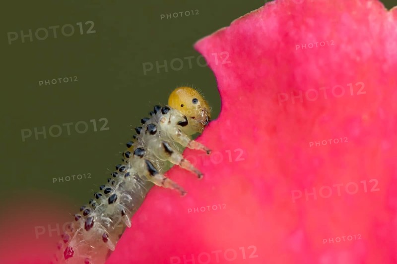 Large rose sawfly (Arge pagana) adult insect larva garden pest feeding on a rose plant petal in summer, England, United Kingdom